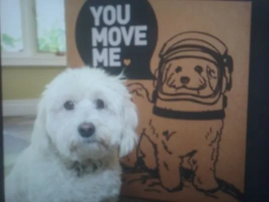 Master Movers